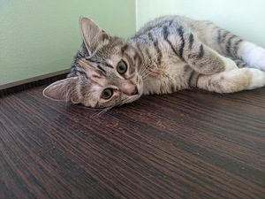 Kiisu/Kitten (tüdruk) väga ilus/väga ilus 3 kuud. (4 foto / 4)