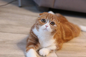 Кошка вислоухая (5 фото из 9)