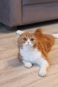 Кошка вислоухая (8 фото из 9)