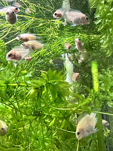Mini flamingo tsichlid+mini valge papagoi (4 foto / 4)