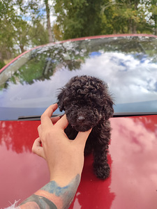 Sale poodles пудель. (5 foto / 7)
