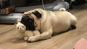 Mops Lyosha - alati paaritumiseks valmis)) (3 foto / 9)