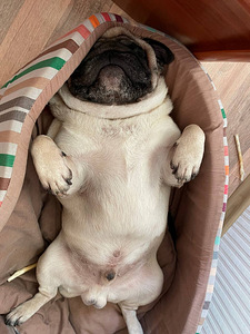 Mops Lyosha - alati paaritumiseks valmis)) (6 foto / 9)