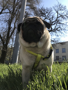 Mops Lyosha - alati paaritumiseks valmis)) (7 foto / 9)