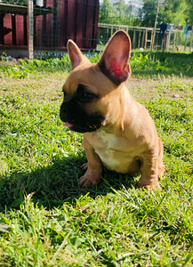 Prantsuse buldog (4 foto / 6)
