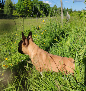 Prantsuse buldog (5 foto / 6)