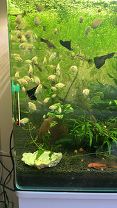Guppy nelk must prints flamingo papagoid (7 foto / 7)