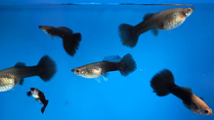 Ancustrus (5 foto / 6)