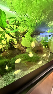 Minipapagoi plaatina (5 foto / 5)
