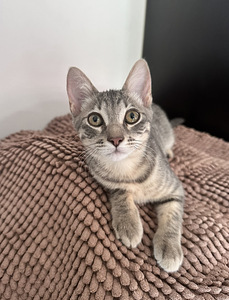 Ilus haruldase sinise tabby värvusega kassipoeg (6 foto / 10)