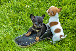 Chihuahua Chihuahua (1 foto / 7)