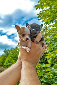 Chihuahua Chihuahua (3 foto / 7)