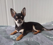 Paaritus Mini Chihuahua Boy 2,5 aastane Kaal alla 2 kg