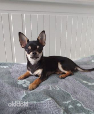 Paaritus Mini Chihuahua Boy 2,5 aastane Kaal alla 2 kg (foto #1)