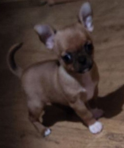 Chihuahua mini Boy 650 g. 21.01.24 sünd. (6 foto / 9)