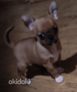 Chihuahua mini Boy 650 g. 21.01.24 sünd. (foto #6)