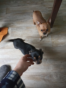 Chihuahua mini Boy 650 g. 21.01.24 sünd. (7 foto / 9)