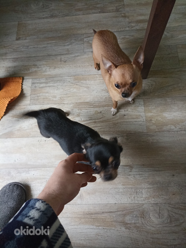 Chihuahua mini Boy 650 g. 21.01.24 sünd. (foto #7)