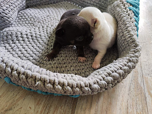 Chihuahua mini. Chihuahua mini isased (5 foto / 10)