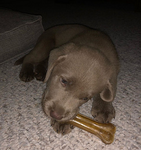 Labrador Retrievers puppies (4 photo of 4)