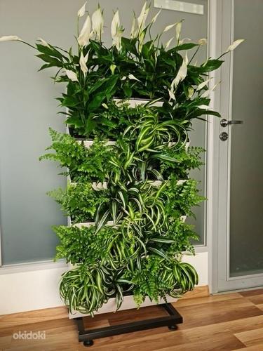 Внутренняя или наружная стена с растениями с индикатором (фото #3)