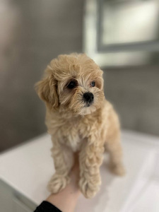 Maltipoo f1 (1 foto / 5)