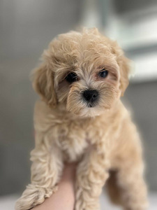 Maltipoo f1 (2 foto / 5)