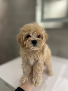 Maltipoo f1 (3 foto / 5)