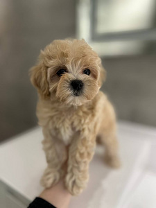Maltipoo f1 (4 foto / 5)