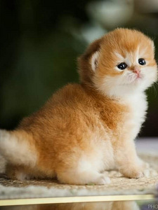 GOLDEN chinchilla BRITI kassipoeg
