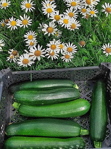 ECO Цукини (2 фото из 2)