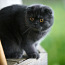 Шотландская вислоухая кошка Боня Scottish fold (фото #5)