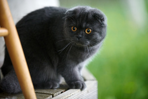 Šoti fold kass Bonya Scottish fold (5 foto / 10)