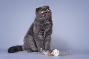 Šoti fold kass Bonya Scottish fold (2 foto / 10)