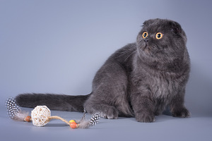 Šoti fold kass Bonya Scottish fold (1 foto / 10)