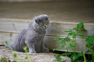 Scottish Fold Baldi (8 foto / 8)