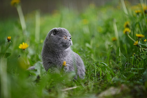 Scottish Fold Baldi (6 foto / 8)
