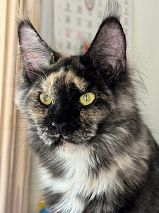 Maine Coon