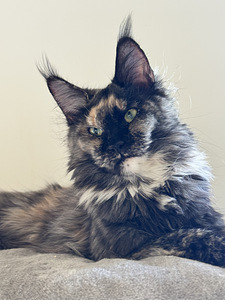 Maine Coon (3 foto / 4)