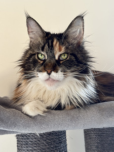 Maine coon emane (2 foto / 5)