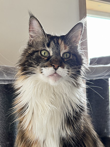 Maine coon emane (4 foto / 5)