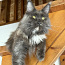 Maine-coon (foto #4)