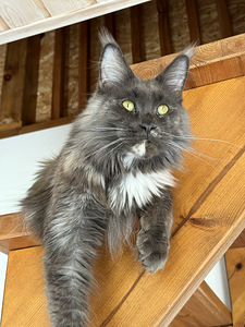 Maine-coon