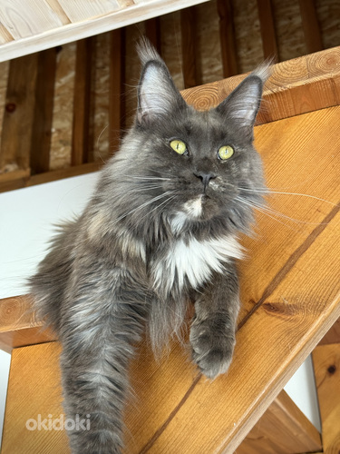 Maine-coon (foto #1)