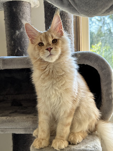 Maine-coon kassipojad