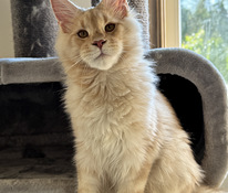 Maine-coon kassipojad