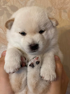 Shiba inu (7 foto / 9)