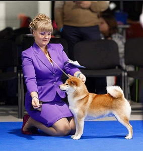 Shiba inu (9 foto / 9)