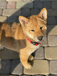 Shiba inu (1 foto / 10)
