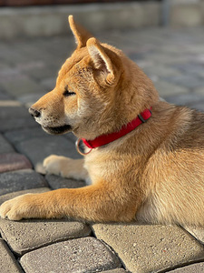 Shiba inu (2 foto / 10)